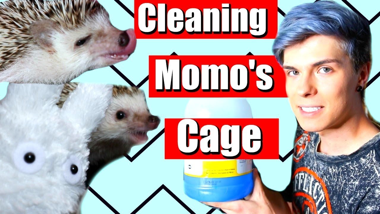 Cleaning My Hedgehog Cage! + Momo being cute