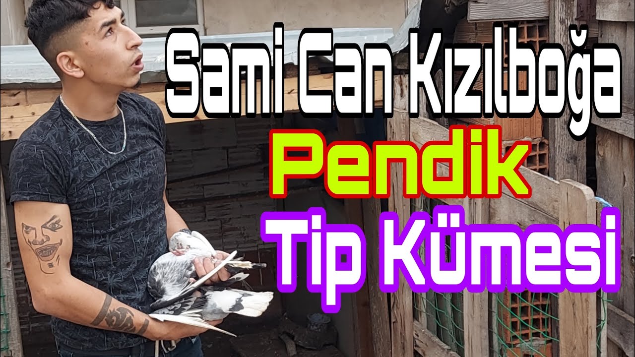 Tip Güvercini Kümesi. Sami Can Kızılboğa.Pendik Kavakpınar Güvercin Kümesleri.Budapeşte Tip Güvercin