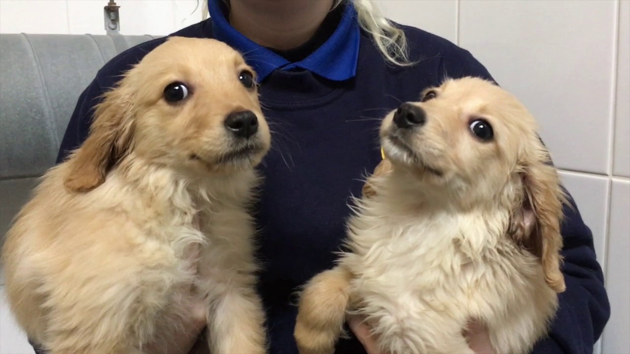 Assisi animal sanctuary full after the busy Christmas period