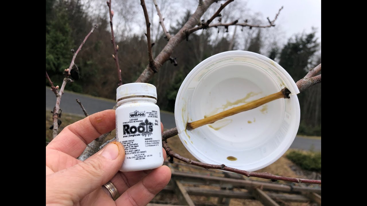 How to easily air layer Fruit and Nut trees