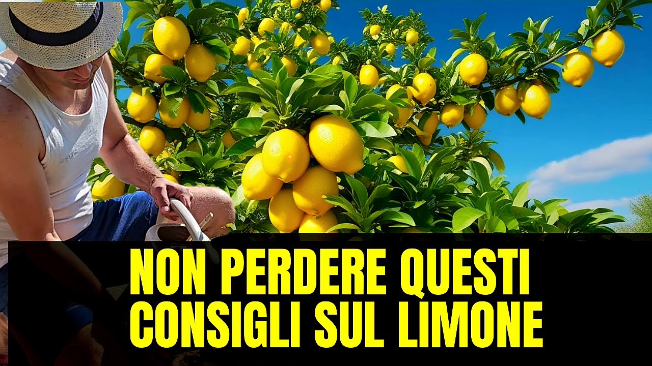 Limone - Consigli da non Perdere Per Farlo Crescere Sano e Fruttifero