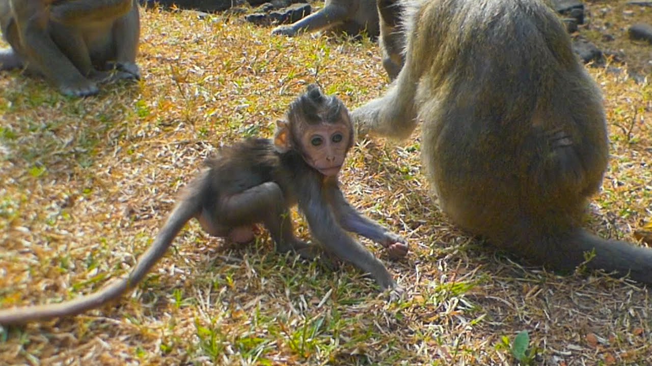 Julan looks better today and Jade monkey family, Julina, Jinx