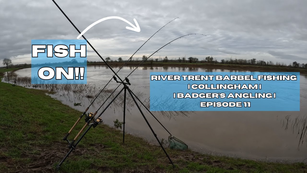 River Trent Barbel Fishing | Collingham | Badger's Angling | Episode 11