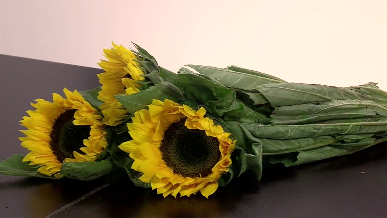 Como Hacer Arreglo Solitario de Girasoles- HogarTv por Juan Gonzalo Angel