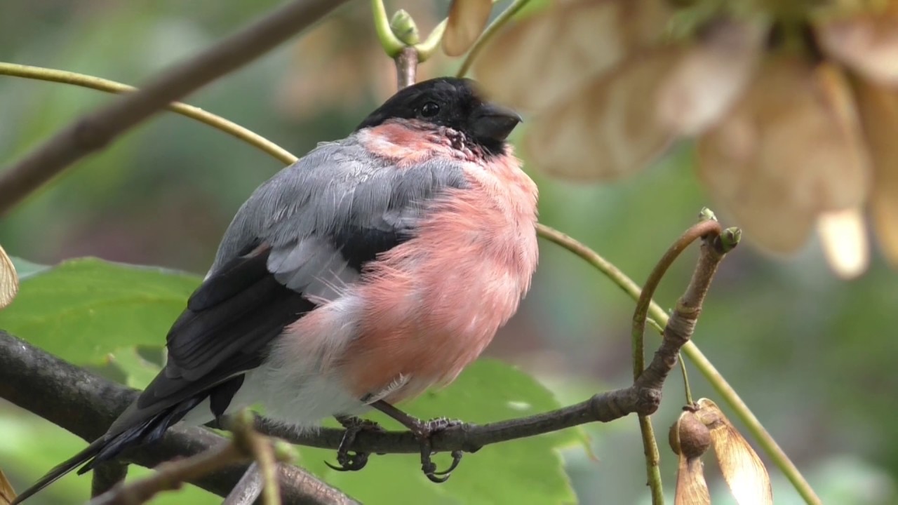 Krähen, Dompfaffen und Eisvogel aus der Nähe