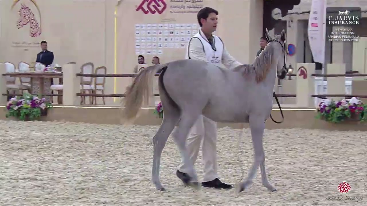 N 32 AL NAJLA ABHER   15th Qatar International Arabian Peninsula Horse Show 2026   Yearling Fillies