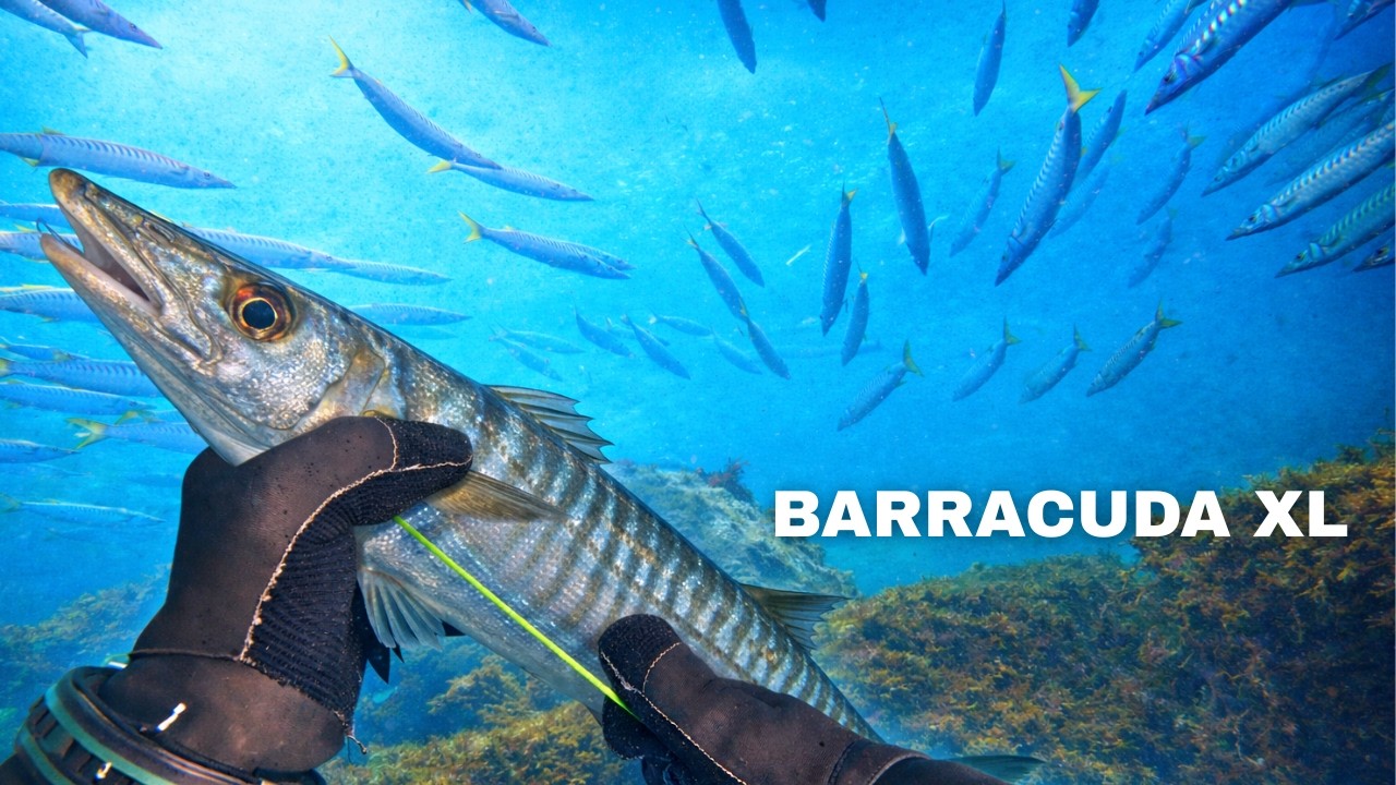 PESCA tras el TEMPORAL | PESCA SUBMARINA
