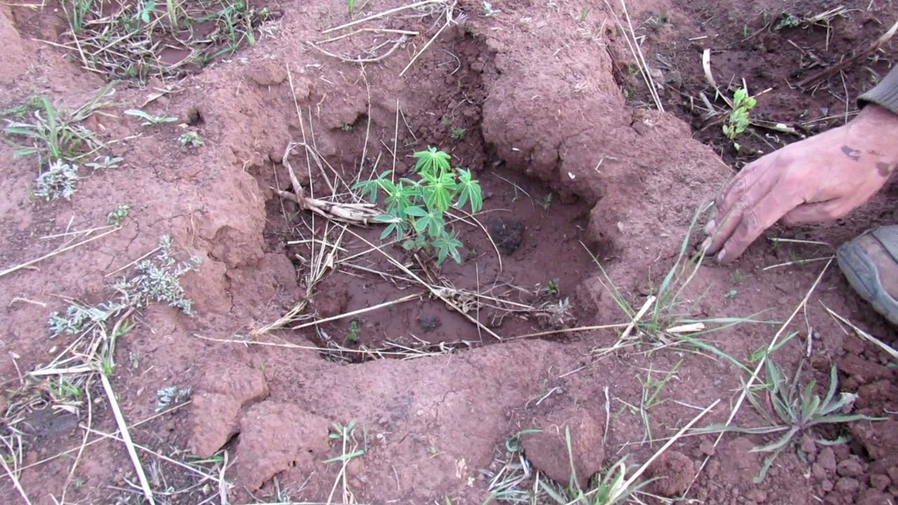 Cultivando tarwi en hoyos