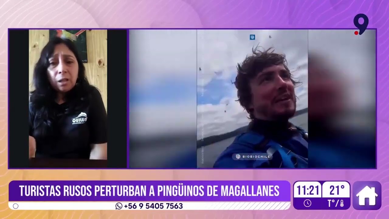 Turistas rusos perturban a pingüinos de Magallanes