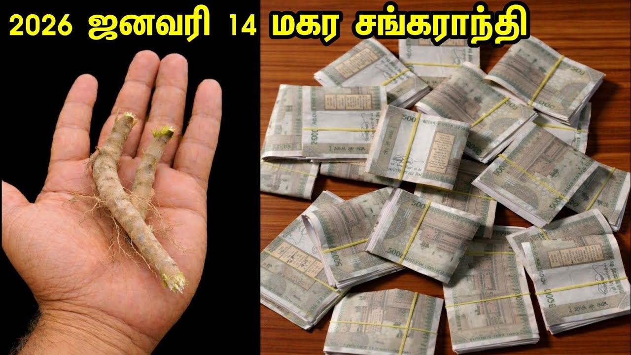 மகர சங்கராந்தியில் இந்த சடங்குகளை செய்தால் வறுமை ஒழிந்துவிடும்! | சஞ்சீவனி மூலிகை அபமார்க் | 