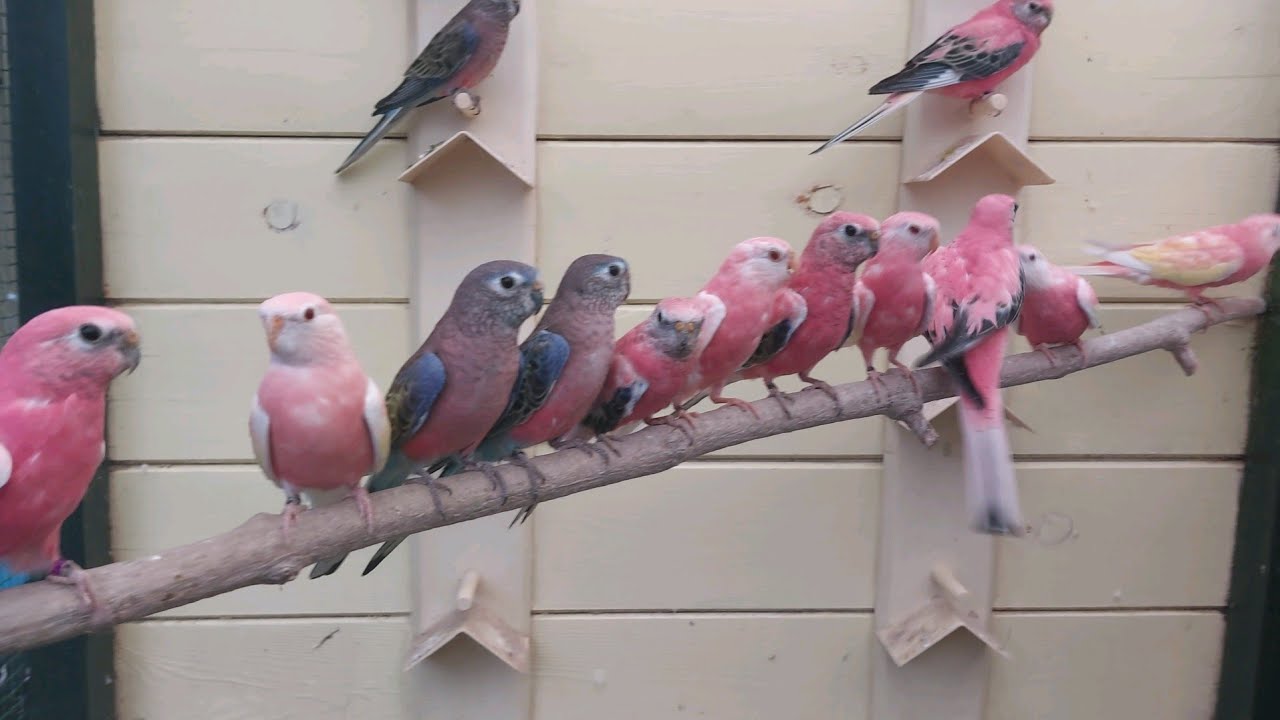 Bourke parakeets in the aviary 2022