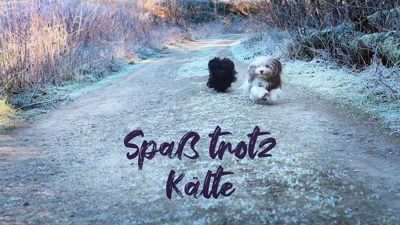 Von Trennungen und extra warmen M&auml;nteln - Vlog - Hundealltag mit Havaneser