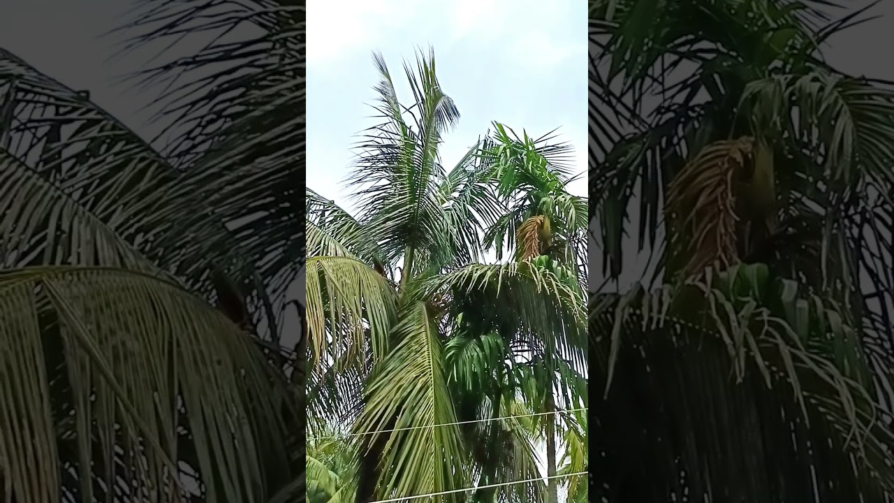&ldquo;Coconut Magic 🌴 | Power of Small Coconuts & Coconut Trees in Nature & Rituals&rdquo;