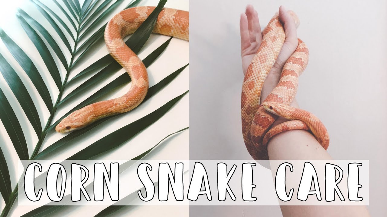 Corn Snakes 101: The Basic Corn Snake Care Guide (2019)