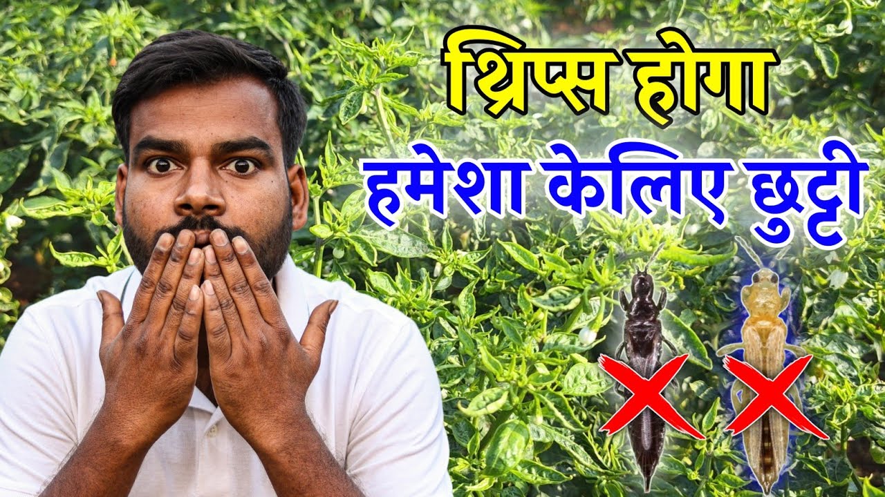 मिर्च की फसल से गर्मियों में Thrips होगा हमेशा के लिए छुट्टी ||  Thrips Control Best Insecticide 😱
