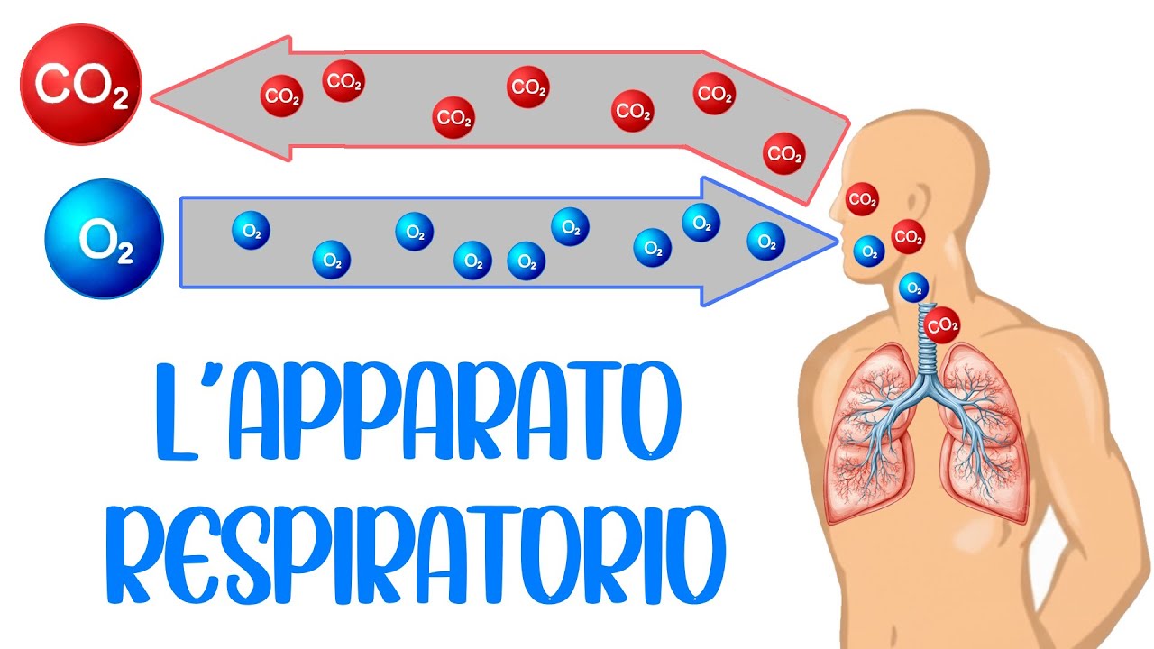 🌬️ L'APPARATO RESPIRATORIO e la RESPIRAZIONE 🫁 Vie Aeree, Polmoni e Danni da Fumo 🚬🚭 (Corpo Umano)