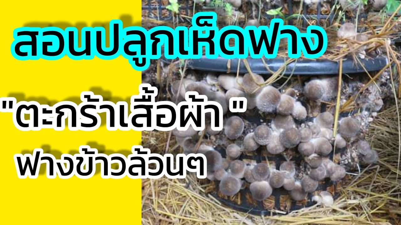 เพาะเห็ดฟางในตะกร้าสูตรฟางข้าวล้วนๆ/สนใจเชื้อเห็ดฟาง0939461946