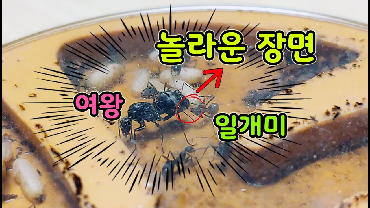 알 낳는 여왕개미와 산파 일개미, 5개월간 곰개미 군체 성장 과정 [오브리더]