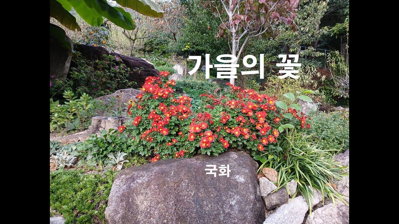 국화 25