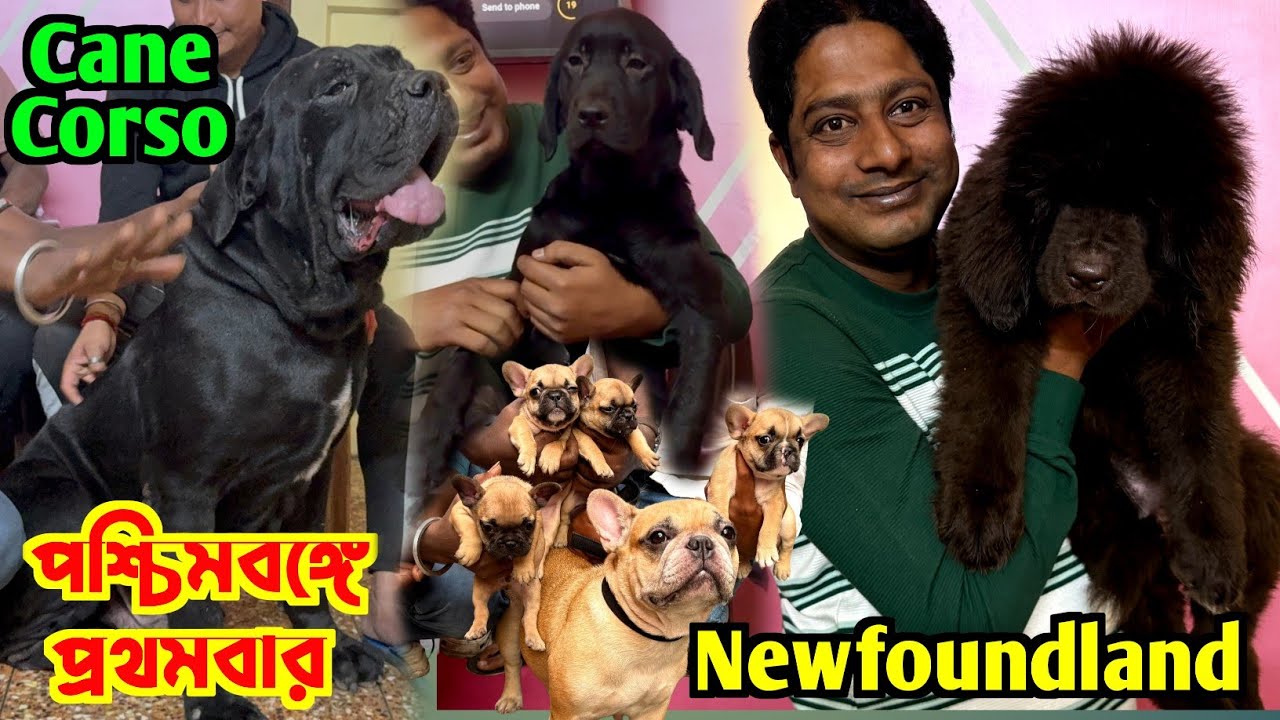 Newfoundland Dog 1st Time in West Bengal. Dog Market in Kolkata. Kolkata Dog Market.