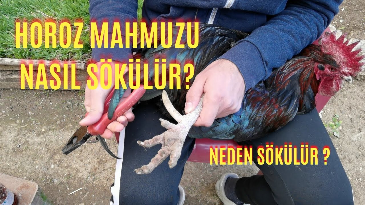 HOROZ MAHMUZU NASIL SÖKÜLÜR? / NEDEN SÖKÜLÜR? / HOROZUN MAHMUZU NE İŞE YARAR? / #horozmahmuzu #horoz