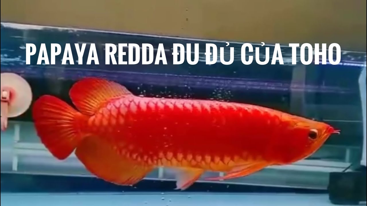 Huyết Long Phông Trắng - những con da đu đủ của Toho nó ở đẳng cấp rất khác ae ạ!