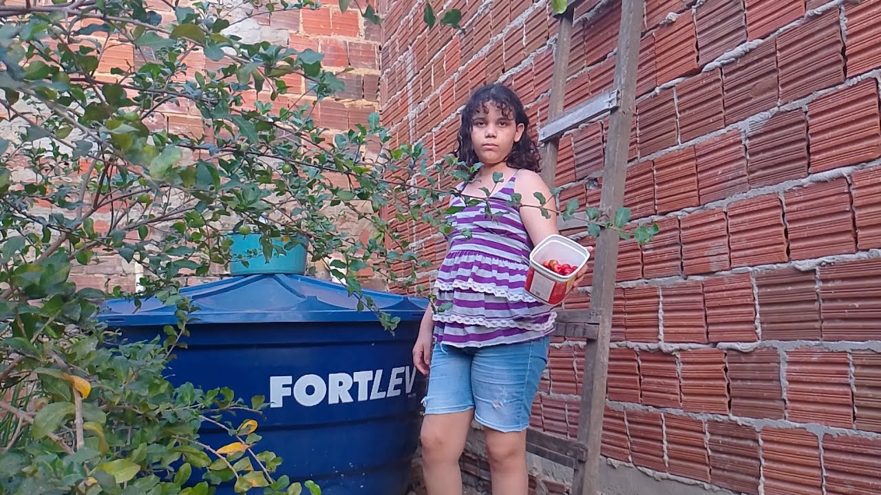 MINHA FILHA COLHENDO ACEROLA NO QUINTAL DA MINHA HUMILDE CASA NO NORDESTE 