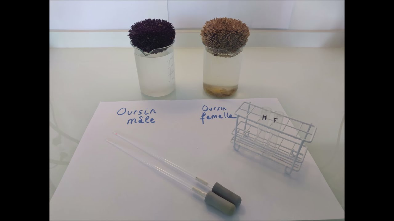 Expérience - SVT 5e : Fécondation in vitro chez l'oursin