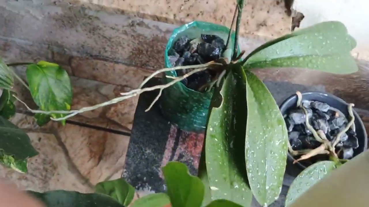 Como preparar o enxofre para aplicar nas orquídeas 