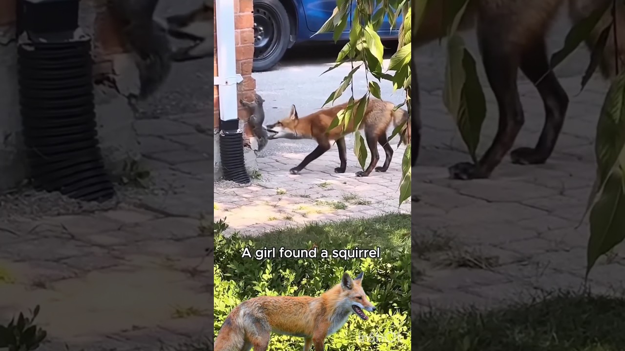 Mr. Fox and Squirrel