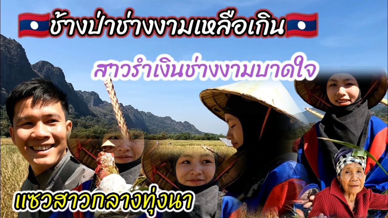 🇱🇦แอบไปจีบสาวลำเงินกลางทุ่งนา,ให้สาวลำเงินสอนบ่าวตุ๊กเกี่ยวข้าว,ความงามของน้องช่างมัดใจอ้ายแท้น้อ🇱🇦