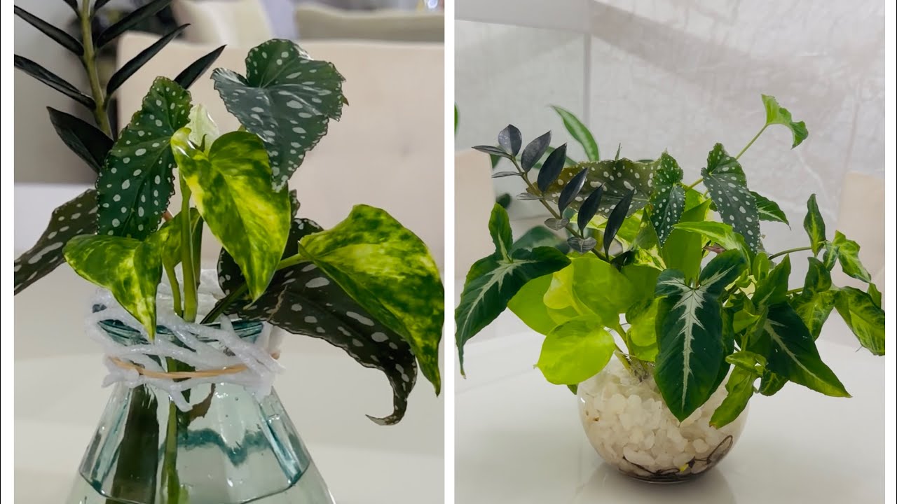 Transforme seu jardim  com arranjos naturais de plantas 