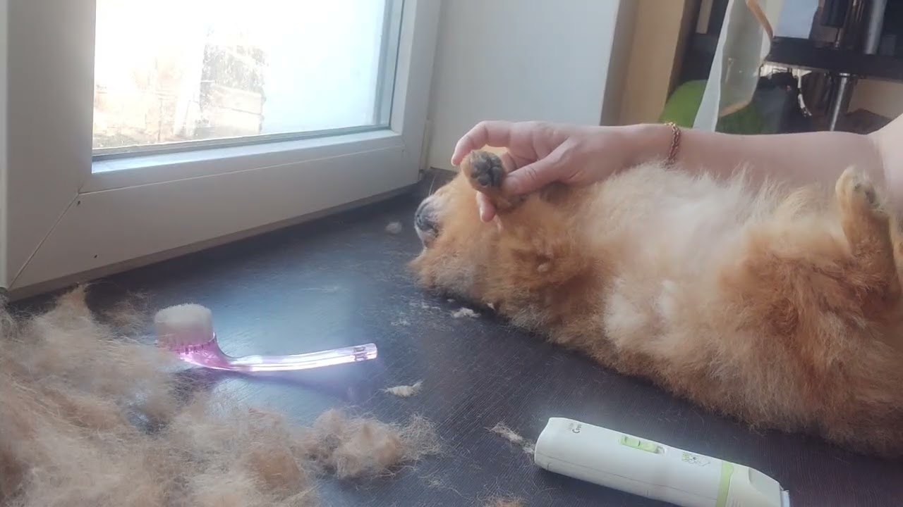 Полное доверие😀👍🐾🤗 Продажа щеночков доставка по миру+79788972514