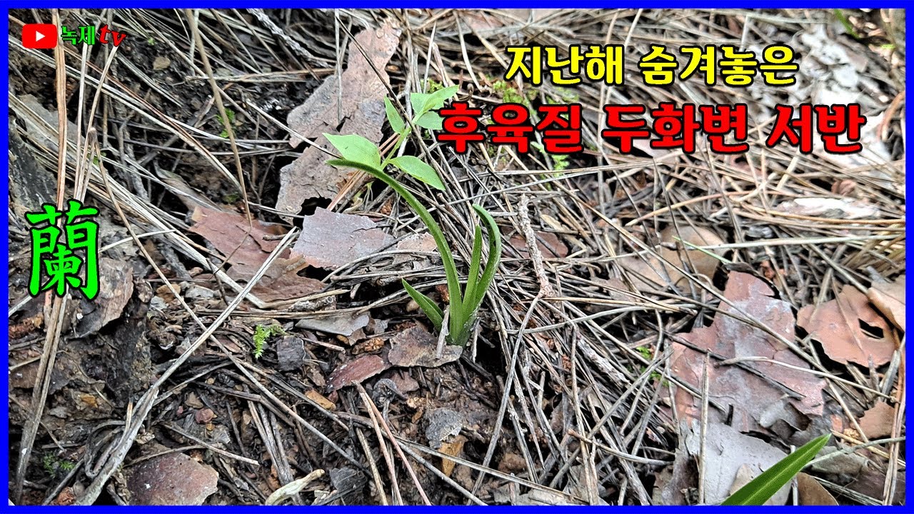 지난해 숨겨 두었던 밭자리를 찾아 봅니다.