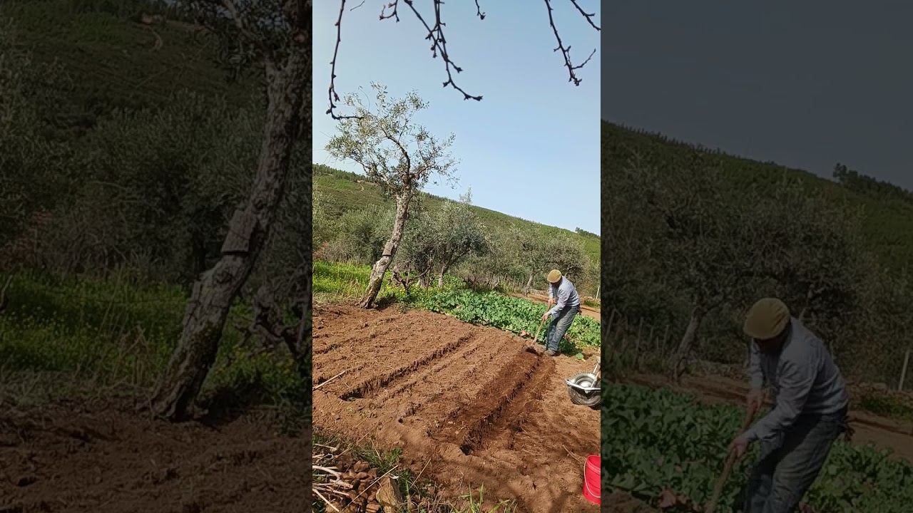 Sementeira de ervilhas -  sow peas