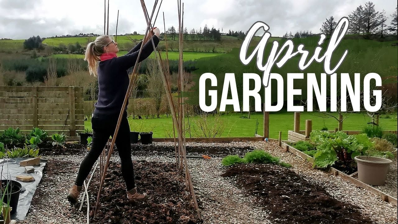 Peas and Beans| Potatoes| Gardening Jobs in April | Spring Garden Jobs| Irish Garden