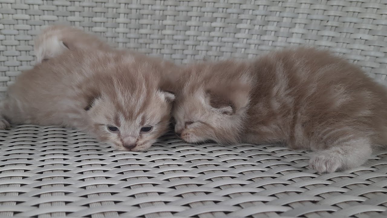 Bayi kucing ini lucu mereka manggil induknya datang