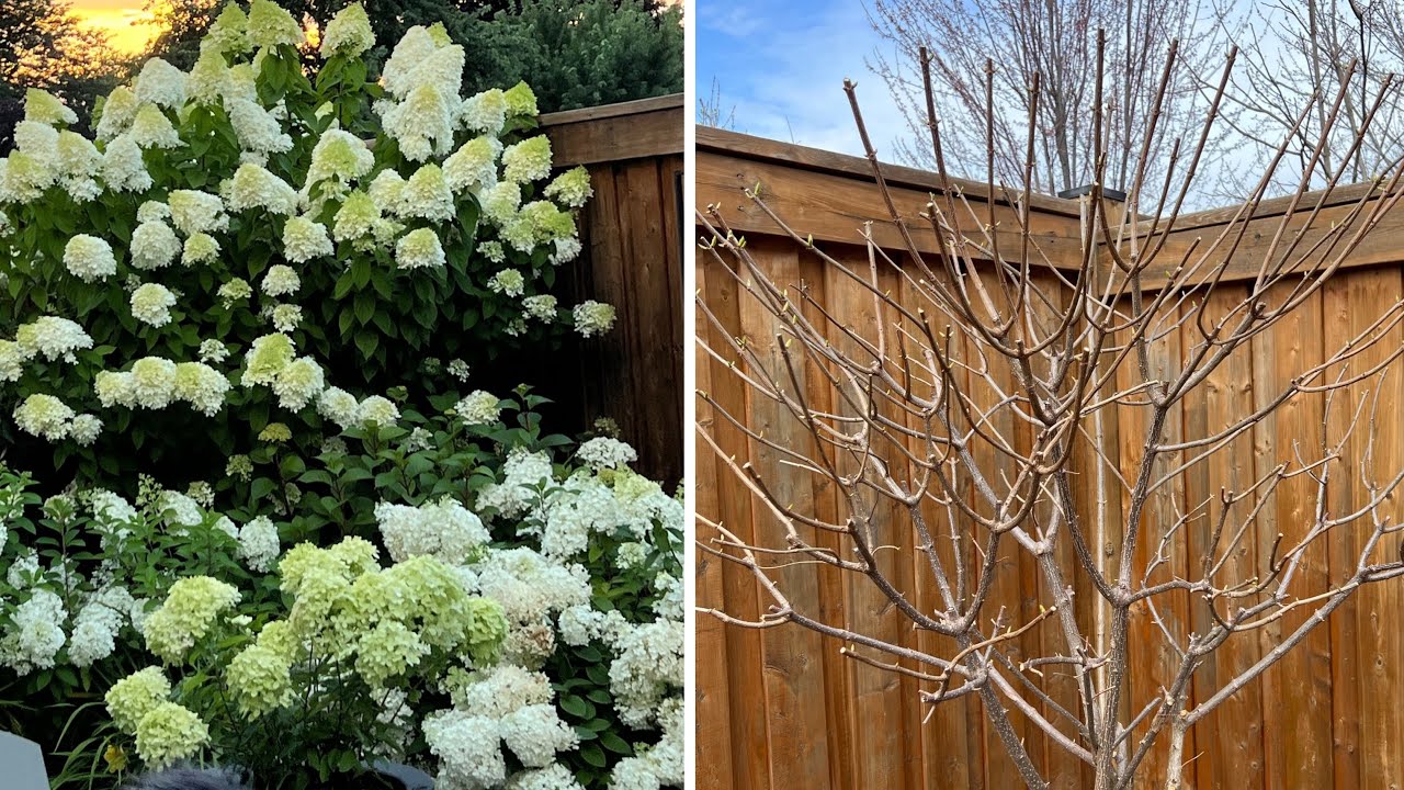 How I Prune My Hydrangea Trees: Limelight and Vanilla Strawberry - Late April 2023