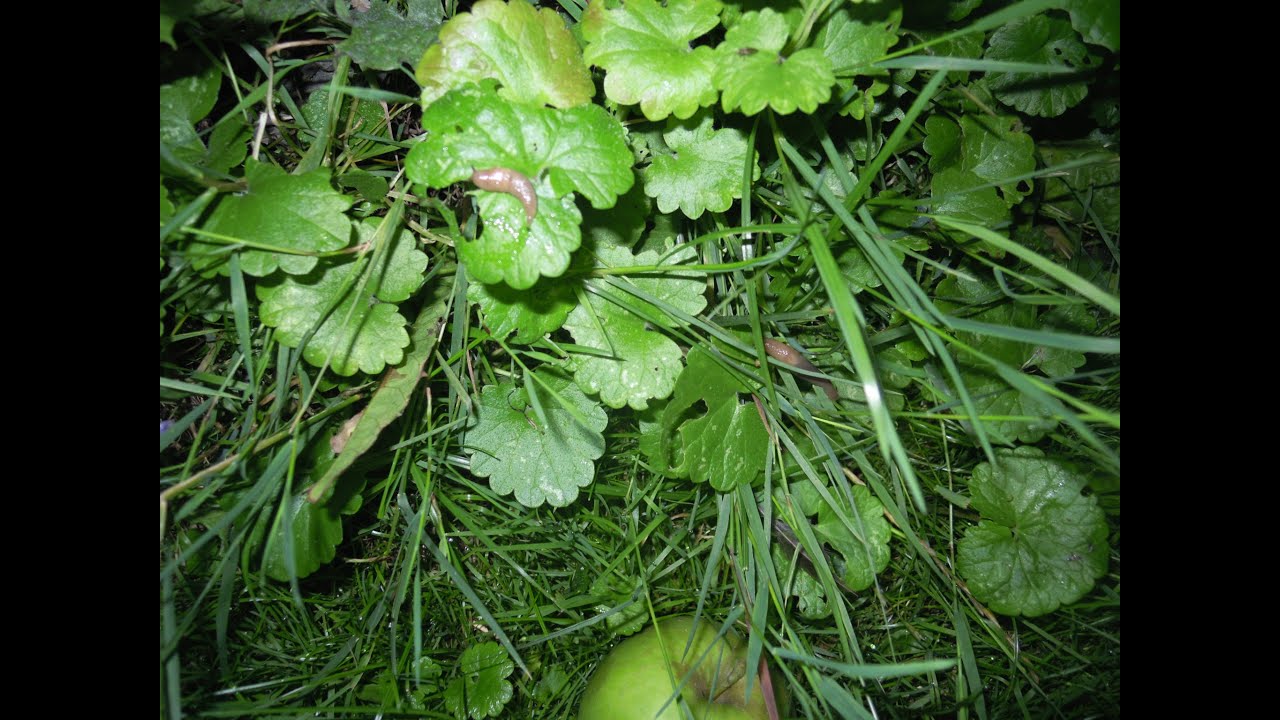 Garten - N&uuml;tzliche Helfer: Schnegel & Weinbergschnecken