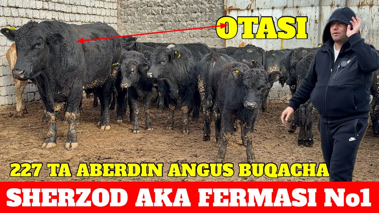 SHERZOD AKA ABERDIN ANGUS 227 TA 500 TA AVLIKOL GREFORD XOXLAGANIZZI TANLAB OLIN MANA IMKON