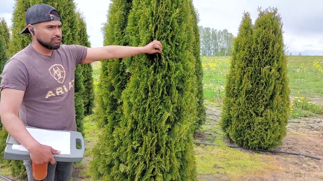 how to identify spidermites on Arborvitae tree. (como identificar spidermites pinos esmeralda verde)