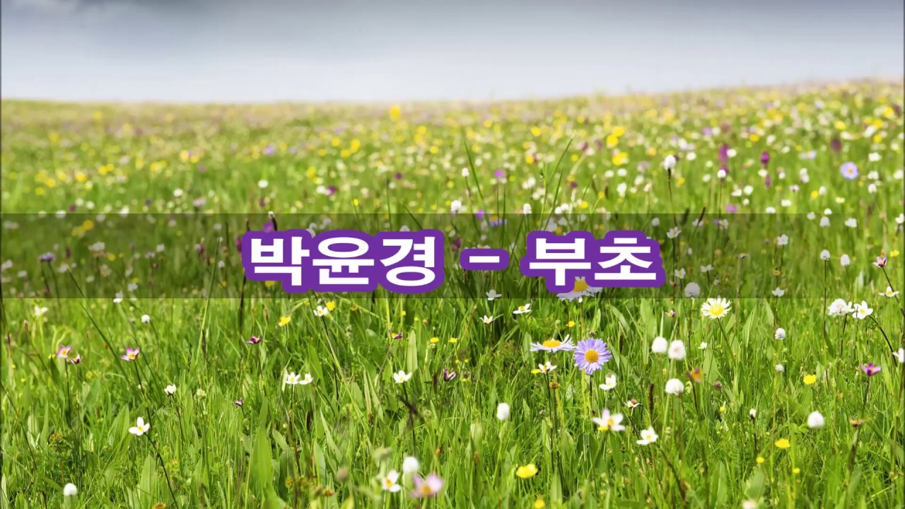 박윤경 - 부초 kpop 韓國歌謠