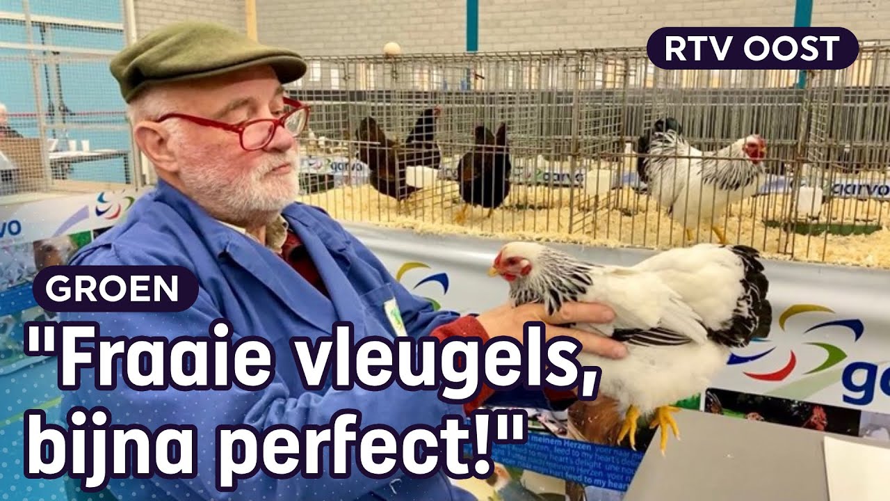 Conno keurt 400 gefokte kippen en konijnen: 