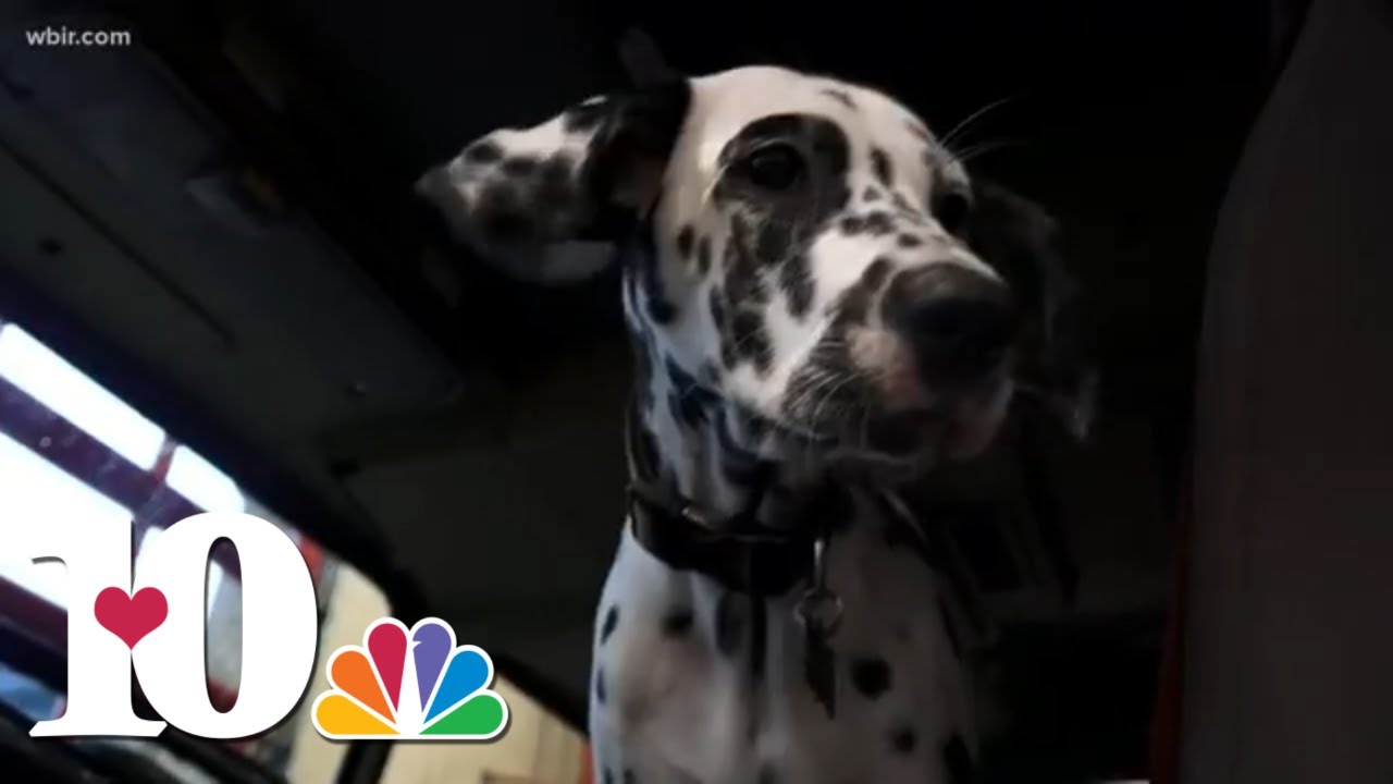 Sevierville Fire Department's Dalmatian Ember teaches fire safety