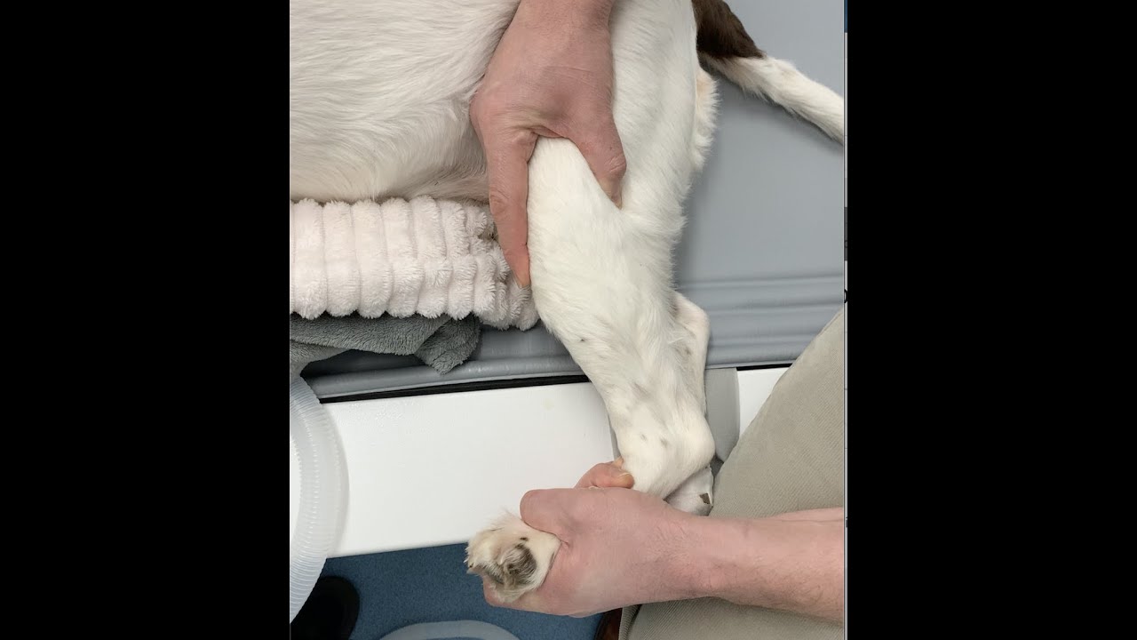 Diagnosing Cruciate Failure in Dogs - Manual Tests
