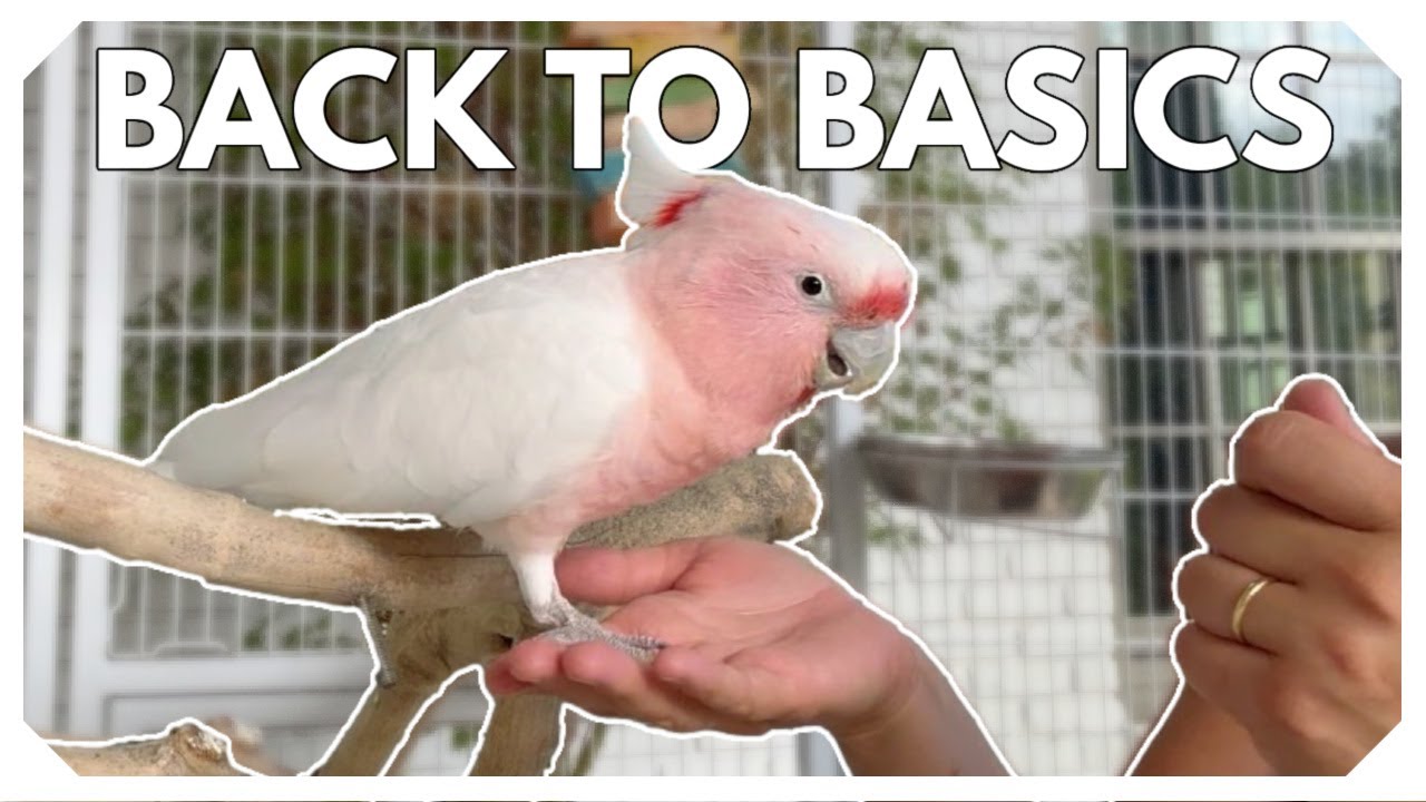 Basics of Parrot Care