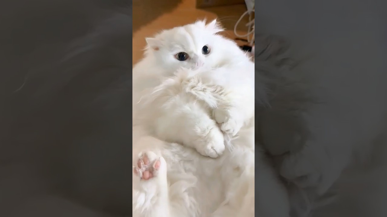 The Most Magnificent Ball Of Floof ♥️