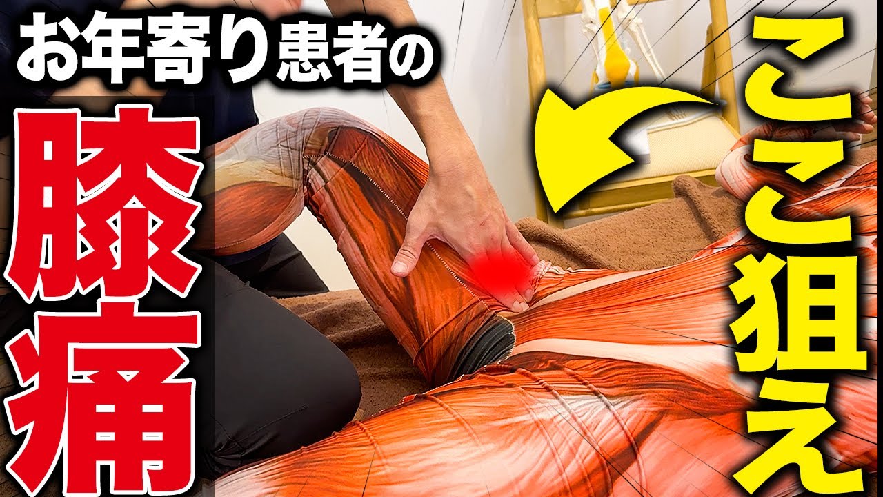 【1人治療家必見】膝痛治療は膝ではなくこの筋肉を狙ってください！！目から鱗のメカニズムとアプローチ方法を徹底解説します！！