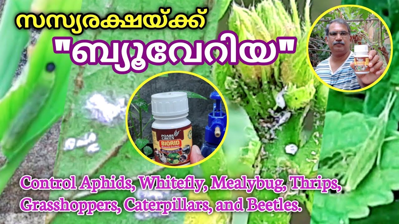Beauveria Bassiana|Best Pest Control | ജൈവരീതിയിൽ കൂടുതൽ കീടങ്ങളെ പ്രതിരോധിക്കാൻ|Biological Control