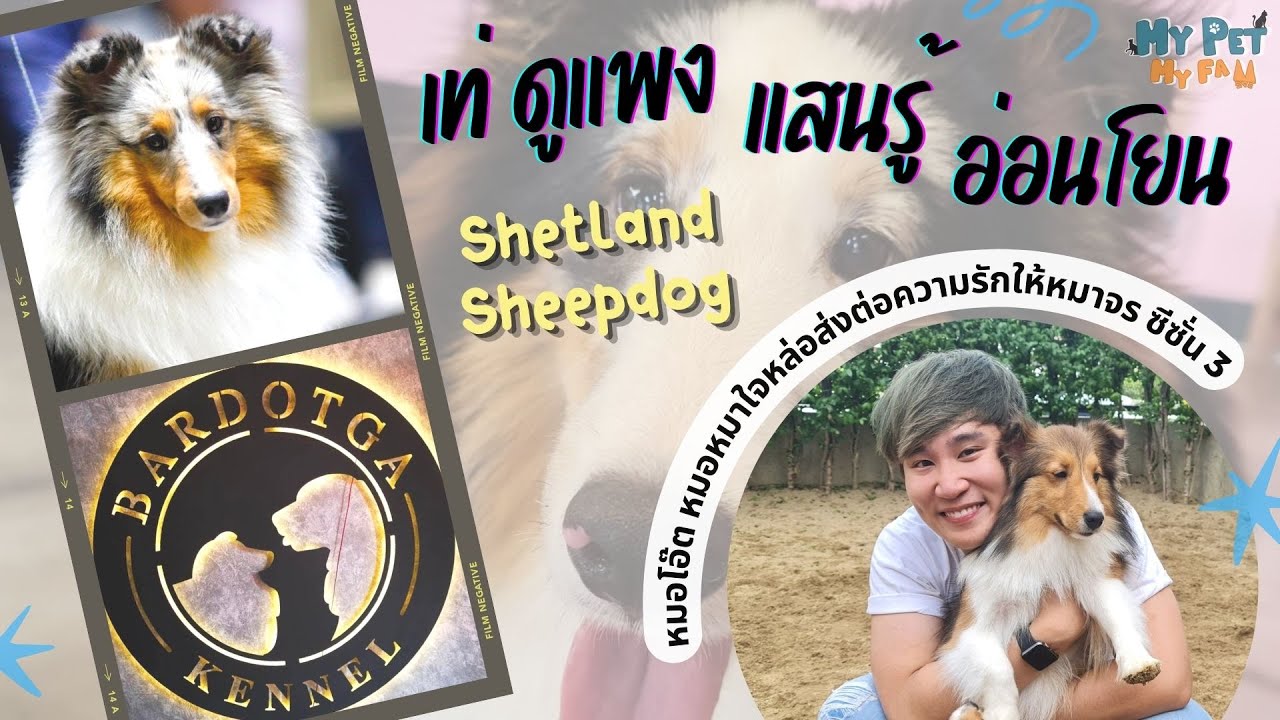 EP.9 - Bardotga Shetland Sheepdog : น่ารักแสนรู้ดูแพง